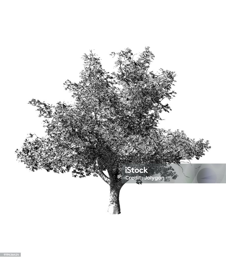 Black and white tree drawing illustration Monochrome vintage engraving tree illustration isolated on white background Tree stock vector