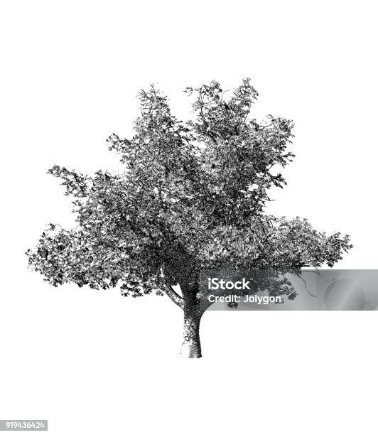 Black And White Tree Drawing Illustration Stock Illustration - Download Image Now - Tree, Illustration, Retro Style