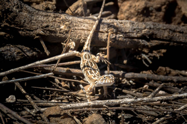 小さなトカゲ - lizard landscape desert australia ストックフォトと画像