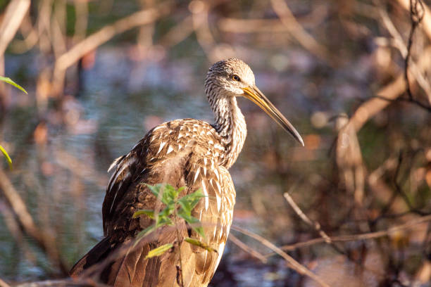 istock Limpkin wading bird Aramus guarauna 919439972