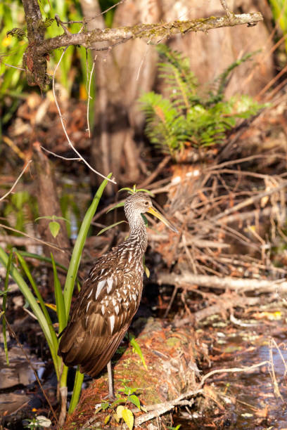 istock Limpkin wading bird Aramus guarauna 919440036