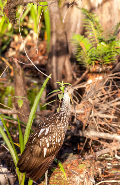 istock Limpkin wading bird Aramus guarauna 919440046