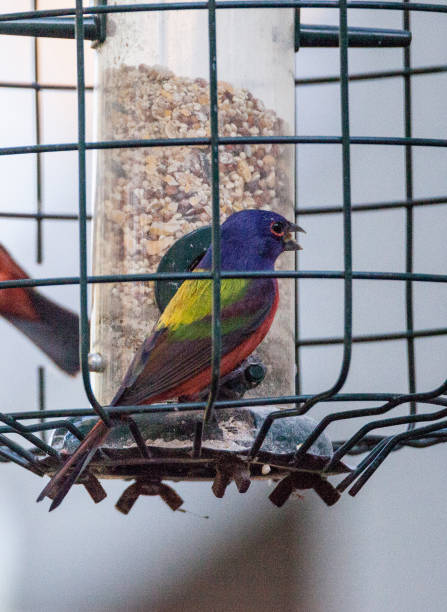 istock Bright Male Painted bunting bird Passerina ciris 919452416