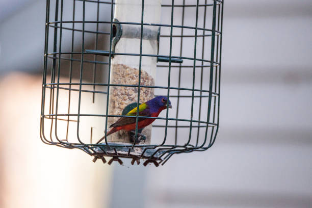 istock Bright Male Painted bunting bird Passerina ciris 919452426