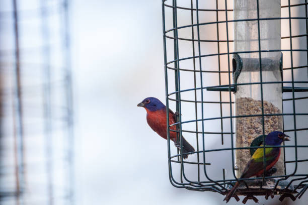 istock Bright Male Painted bunting bird Passerina ciris 919452450