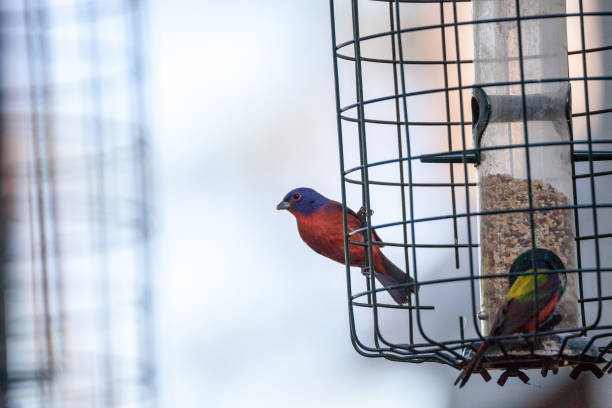 istock Bright Male Painted bunting bird Passerina ciris 919452454