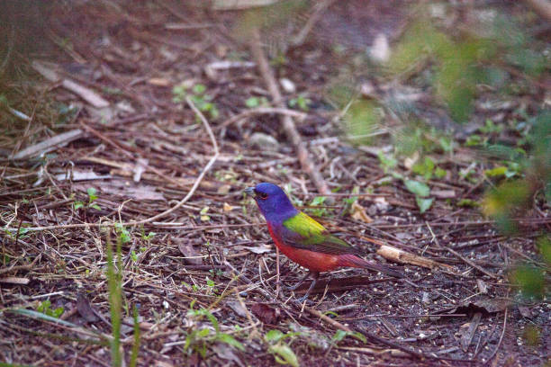 istock Bright Male Painted bunting bird Passerina ciris 919452484