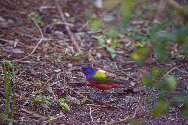 istock Bright Male Painted bunting bird Passerina ciris 919452492