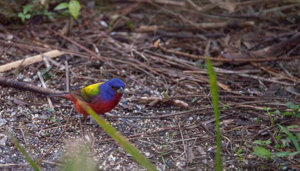 istock Bright Male Painted bunting bird Passerina ciris 919452552