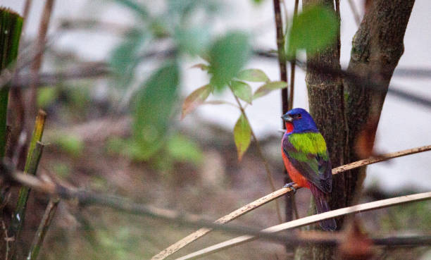 istock Bright Male Painted bunting bird Passerina ciris 919452578