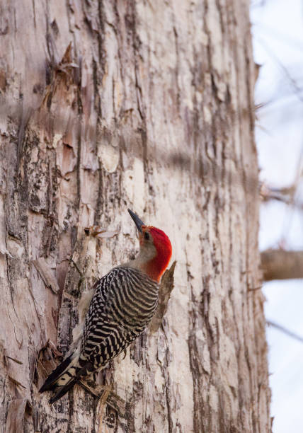 istock Red-bellied woodpecker Melanerpes carolinus 919452694
