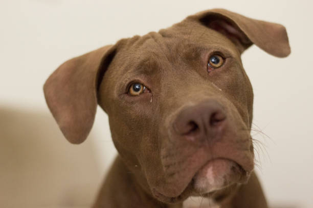 istock A beautiful brown dog pitbull, with a cute face 919452780