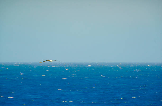 albatross czarnobrązowy szybujący nad ciemnoniebieskimi falami - saunders island zdjęcia i obrazy z banku zdjęć