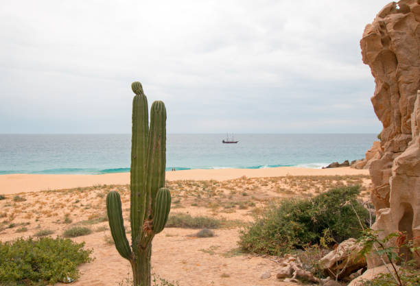 Cactus on Divorce Beach in Cabo San Lucas in Baja Mexico BCS