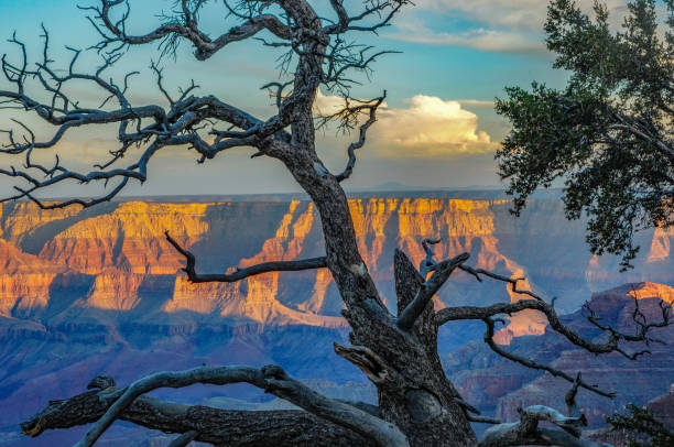 istock Dead Tree at Sunset, Grand Canyon 919465786
