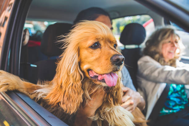 istock Senior woman driving by car with a dog 919476388