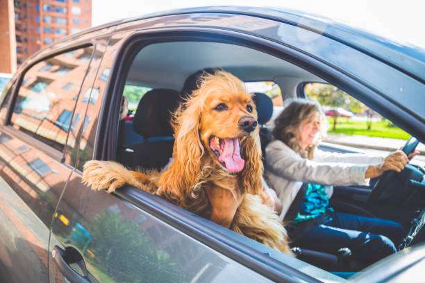 istock Senior woman driving by car with a dog 919476390