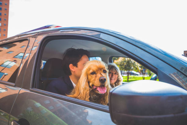 istock Senior woman driving by car with a dog 919476396