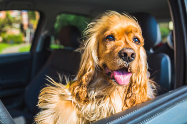 Dog driving a car stock photo