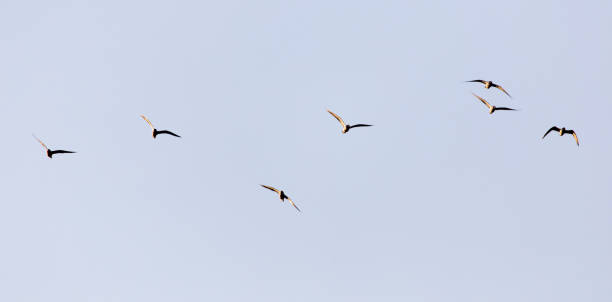 istock a flock of seagulls in the sky at sunset 919486316