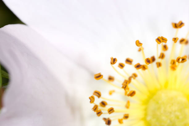 istock yellow pollen in flower. macro 919489274