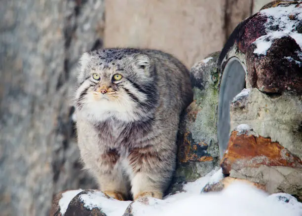 Manul (Pallas cat) is a wild cat living in Central Asia.