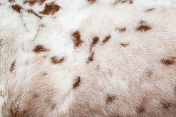 istock White horse fur texture for background 919491882