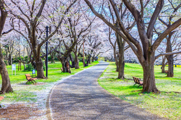 istock Walkway under the Sakura Tree beautiful in Japan 919493932