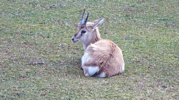 istock Young gazelle in the meadow 919494104