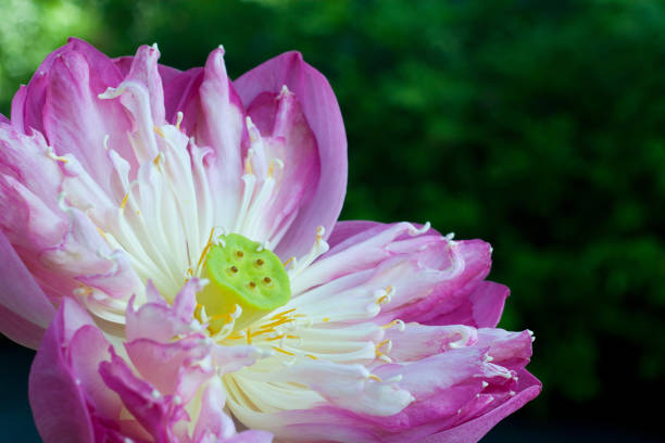 istock Details of water Lily with flower 919495574