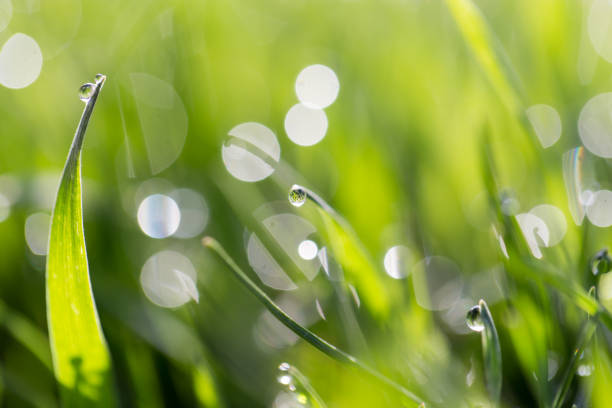 istock drops of dew on the green grass in nature. macro 919496656