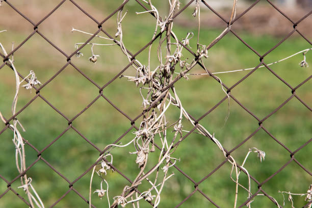 istock dry climber on a metal fence as a backdrop 919496774