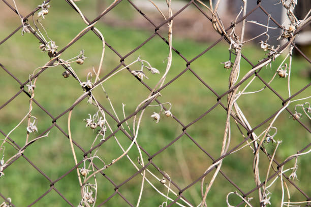 istock dry climber on a metal fence as a backdrop 919496792
