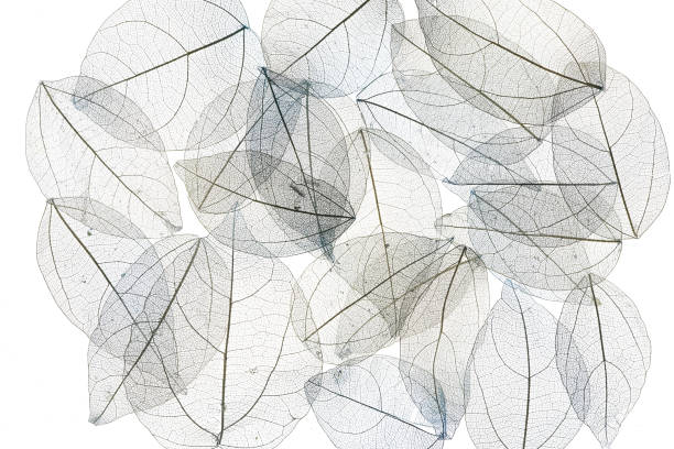 istock blue transparent leaves, beautiful decorative background 919501994