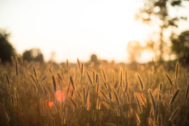 istock Flower grass silhouette landscape sunset sunrises evening 919507120