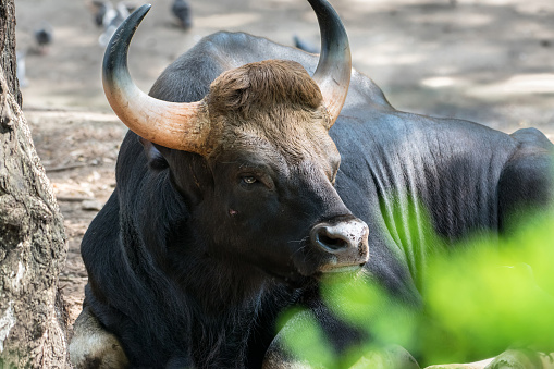 Wild Bull Oxen Also Know As Indian Gaur Side Portrait Stock Photo -  Download Image Now - iStock