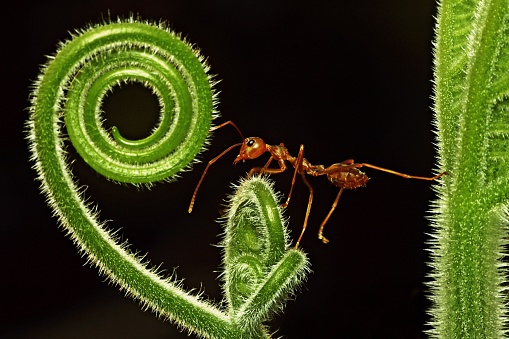 Ant climbing to spiral hand of vine (black background)