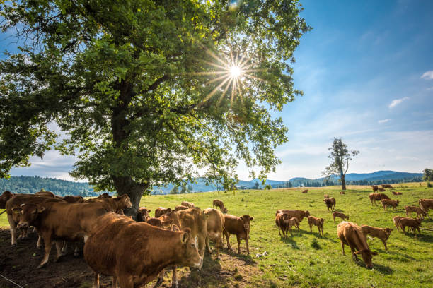 istock Group of cows on grassy landscape 919517814