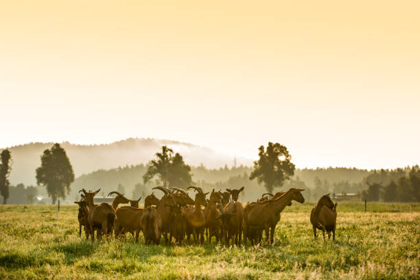 istock Group of goats on grassy landscape 919517824