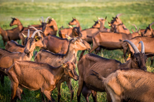 istock Group of goats on grassy landscape 919517826
