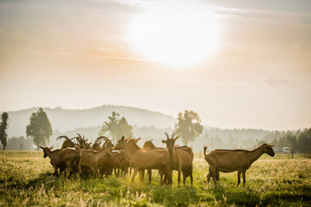 istock Group of goats on grassy landscape 919517832
