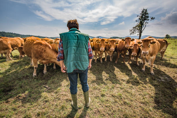 istock Group of cows on grassy landscape 919517834