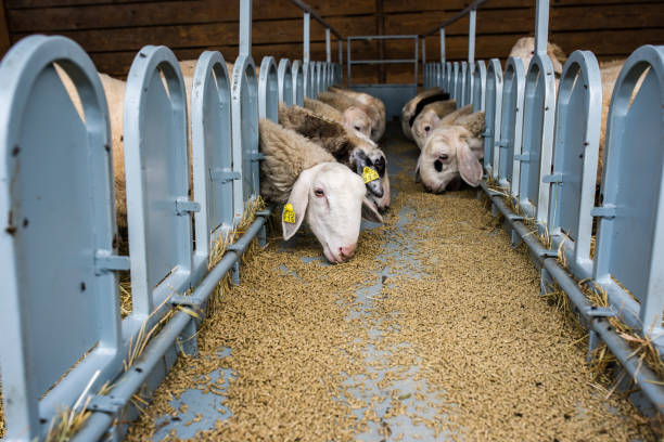 Livestock farm, herd of sheep