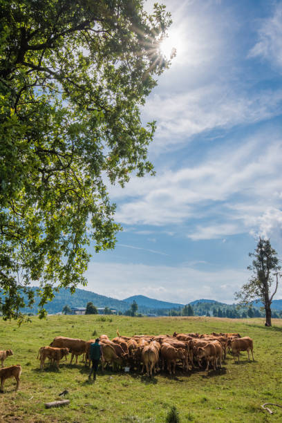 istock Group of cows on grassy landscape 919517838
