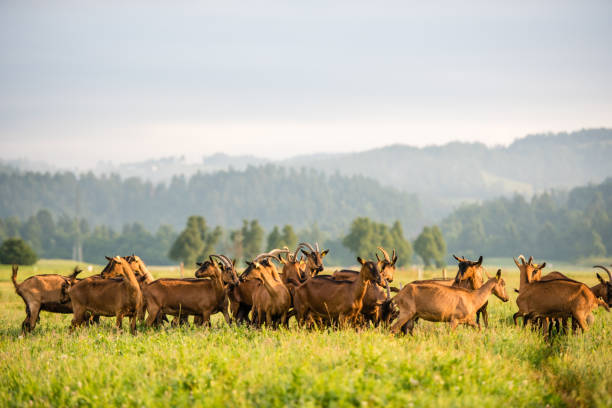 istock Group of goats on grassy landscape 919517850