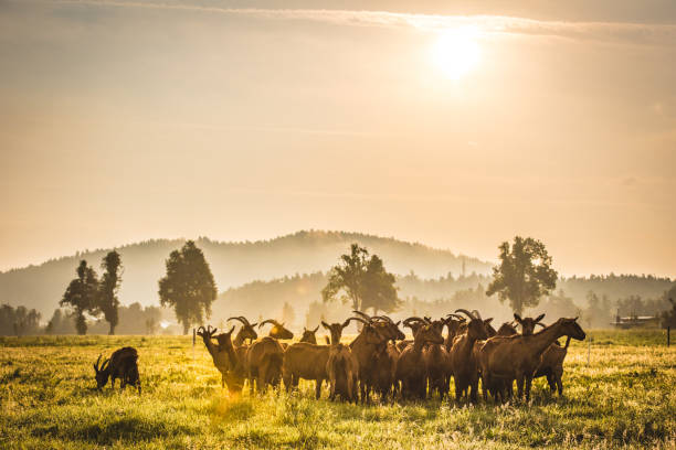 istock Group of goats on grassy landscape 919517852