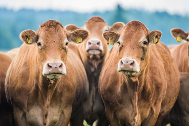 istock Group of cows standing on landscape 919517854