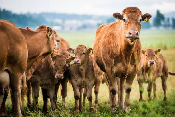 istock Group of cows on grassy landscape 919517858