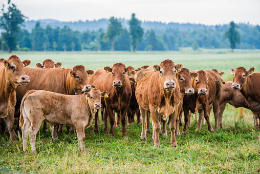 Group of cows and calf standing on grassy landscape.