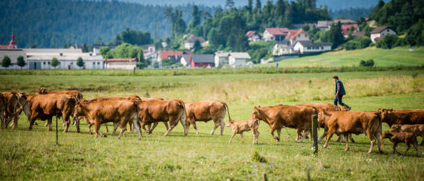 istock Herder walking with group of cows 919517874